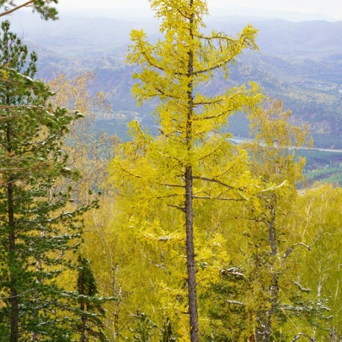 Золотые пейзажи октябрьского Алтая: Чемал, Катунь, Манжерок и Кызыл-Чин в мини-группе