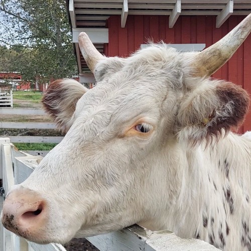 Ферма-парк «Илоранта» + дегустация сыров и сидра — из Санкт-Петербурга