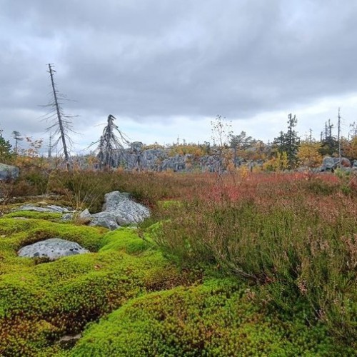 Детокс в Карелии: место силы, дары леса и походная романтика (всё включено)