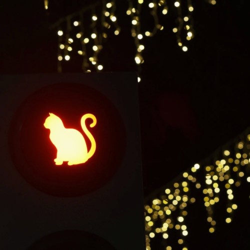 Море, котики, курорты: главное в Калининградской области