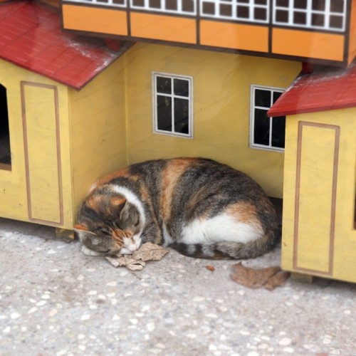 Зеленоградск, озеро Лебедь и другие природные чудеса с ночёвкой на Куршской косе (мини-группа)