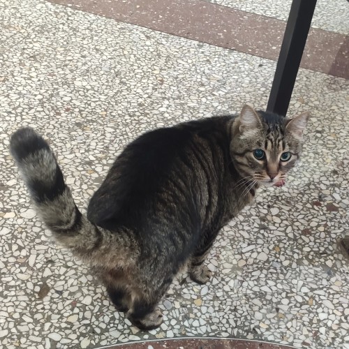 Сытная экскурсия по старейшему рынку Петербурга — с пирожками и чаепитием