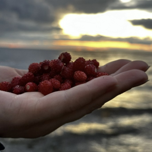 Выходные под парусами на Рыбинском море с проживанием в палатке: всё включено