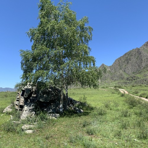 Сердце Алтая: легенды и тайны Чемальского тракта