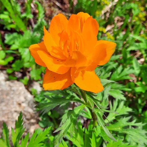 Сказочные Саяны: треккинг в природном парке «Ергаки»