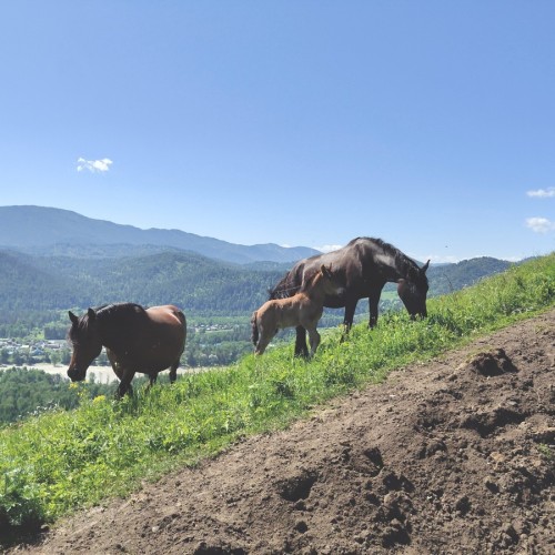 Треккинг по хребту над долиной Катуни