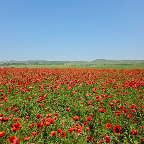 Дорогами памяти и красоты: от Улус-Керта до Шали