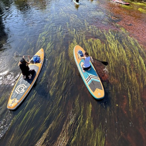 Сап-прогулка по реке Оредеж — из Петербурга