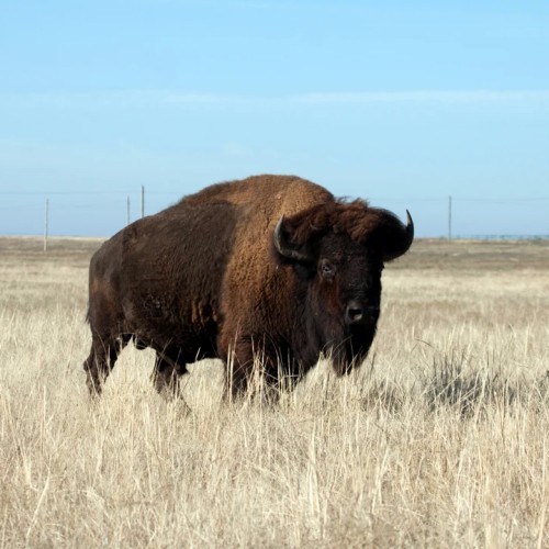 Насыщенный тур по Калмыкии: буддийские святыни и знакомство с кочевым бытом