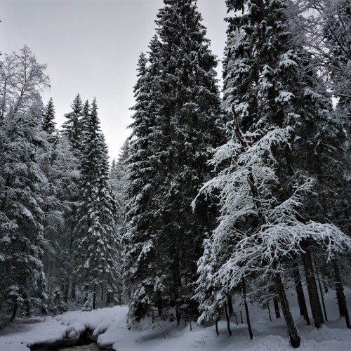 Долина водопадов и треккинг по карельскому лесу с хаски!