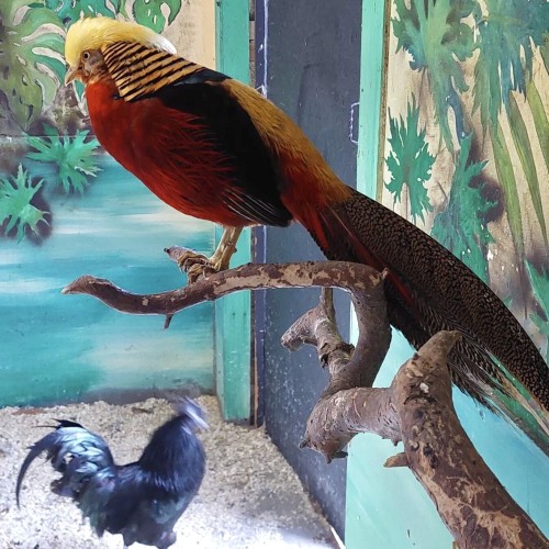 Ферма-парк «Илоранта» + дегустация сыров и сидра — из Санкт-Петербурга