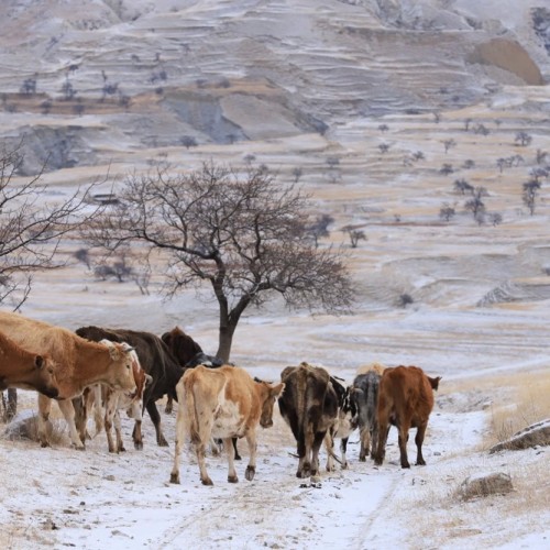 Перезагрузка по-дагестански: всё включено