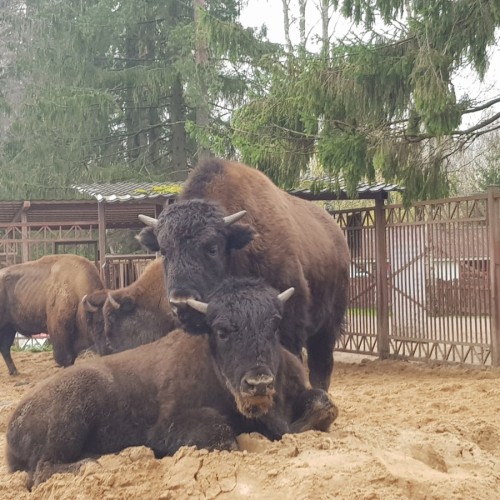 Верхом по Кавголовскому лесопарку — к питомнику зубробизонов