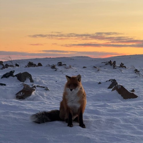 Экспресс-выезд в Териберку: гастрономия, северное сияние, главные места, хаски и олени