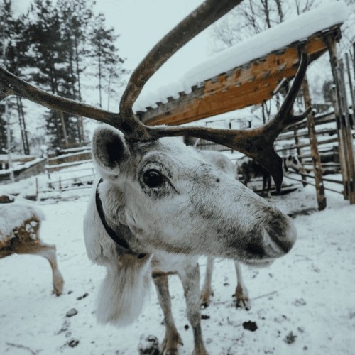 Териберка, Мурманск и деревня саамов: приключения на Кольском с поездкой за сиянием и поиском китов