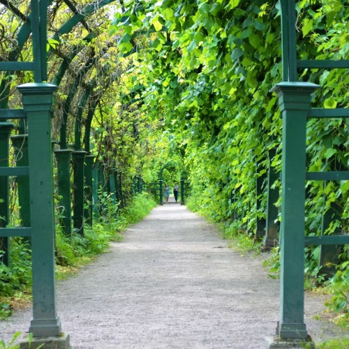 К фонтанам Петергофа в группе