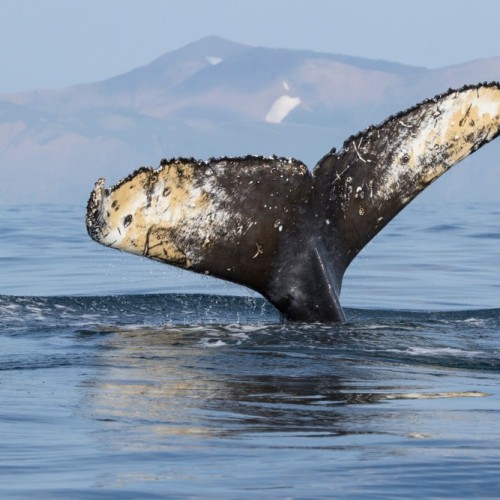 VIP-круиз с экспертами и музыкантами от Камчатки до Чукотки (всё включено)