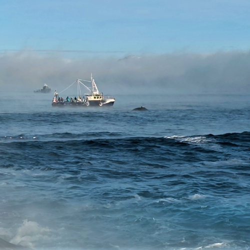 На Кольский в поисках китов и дельфинов мини-группой