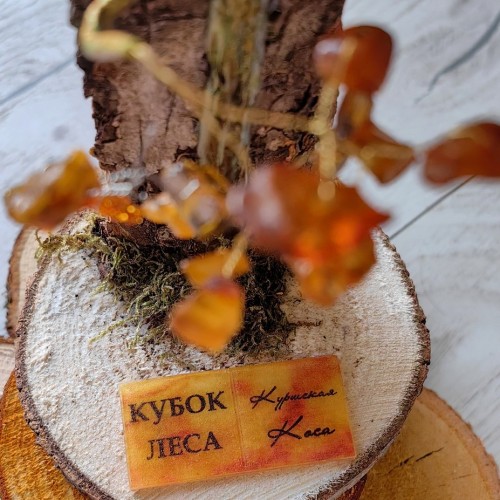 Кубок леса: квест по Куршской Косе
