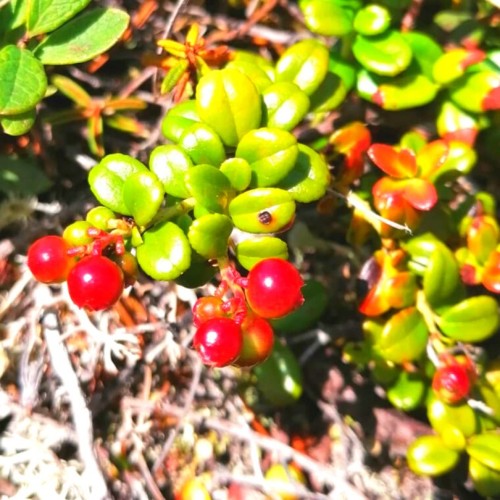 Камчатский максимум: конные прогулки, джипы, вулканы и рыбалка в Тихом океане