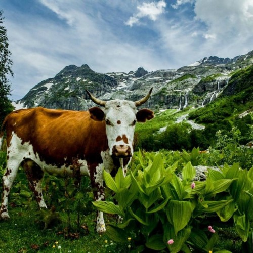 Кавказ 3 в 1: Эльбрус, Архыз, Домбай. Лёгкие треккинги, горы, нарзаны и знаковые места