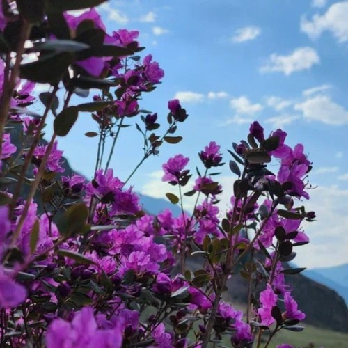 Цветение алтайской сакуры и главные локации: Гейзерное озеро, «Марсы», Катунь и Адыр-Кан