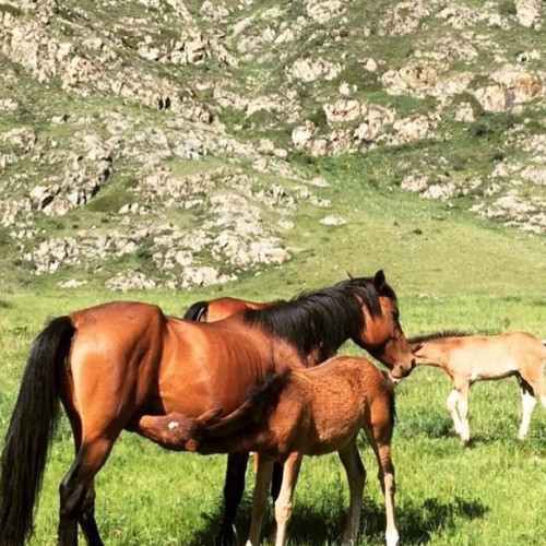 Чуйский тракт. Лучшее за 2 дня