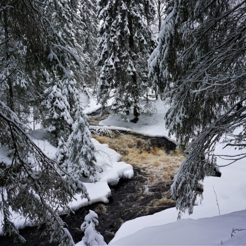 Долина водопадов и треккинг по карельскому лесу с хаски!