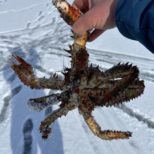 Королевская охота: крабалка на Сахалине