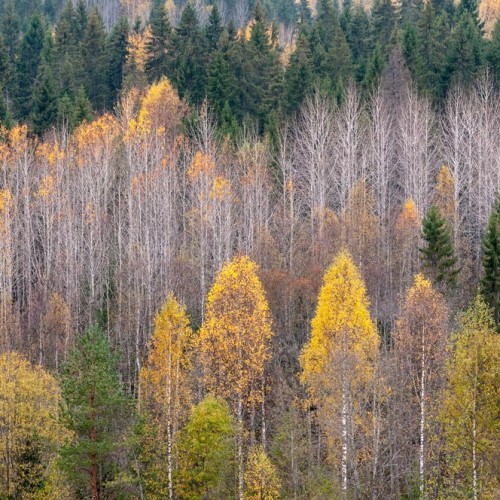 На природу! Прогулки по Карелии с проживанием в глэмпинге