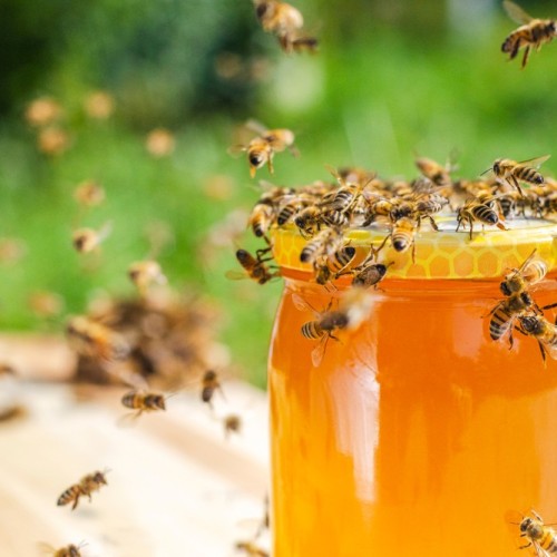 Родные просторы вблизи златоглавой: древние города, мастер-классы, застолья и отдых на пасеке