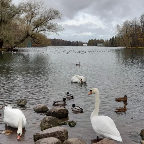 Все парки и замки Гатчины за один день