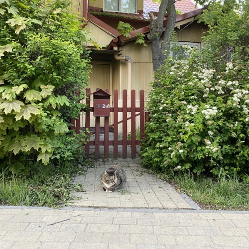 Столица кошек — Зеленоградск