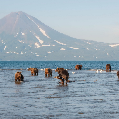Увидеть душу Камчатки: джип-тур по неизведанным местам с круизом по Курильскому озеру (всё включено)