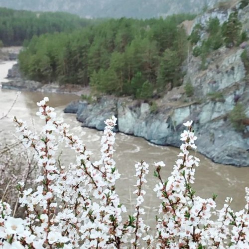 Чемал – легенды и реальность