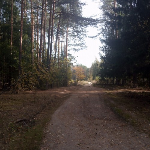 Лесная сказка в Подосинках