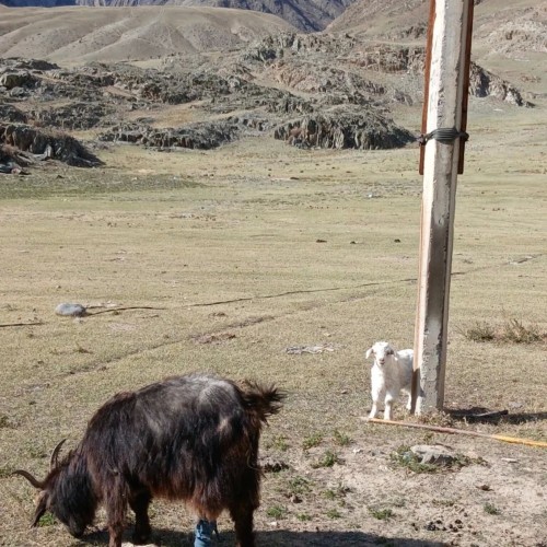 Алтай в цвету: маральник и Чуйский тракт — из Горно-Алтайска