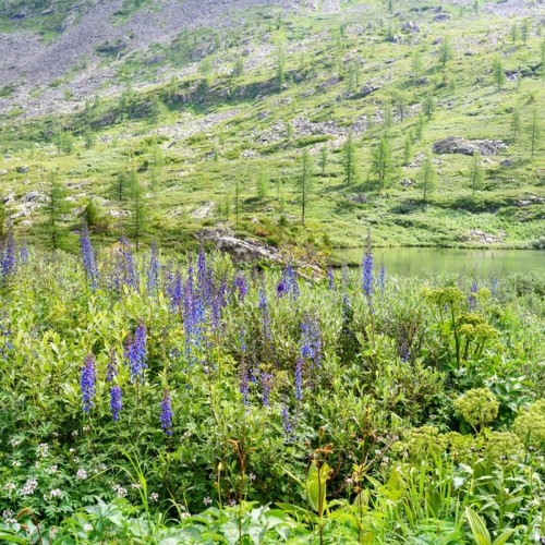 Каракольские озёра: жемчужное ожерелье Алтайских гор