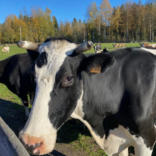 Сыр, бурёнки и вино: экскурсия с дегустацией на ферме под Петербургом