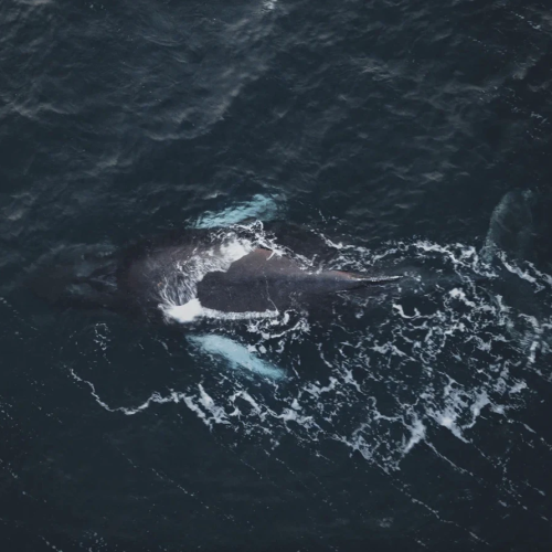 Уик-энд на Кольском: дегустация морепродуктов, Териберка, киты и экскурсия по Мурманску