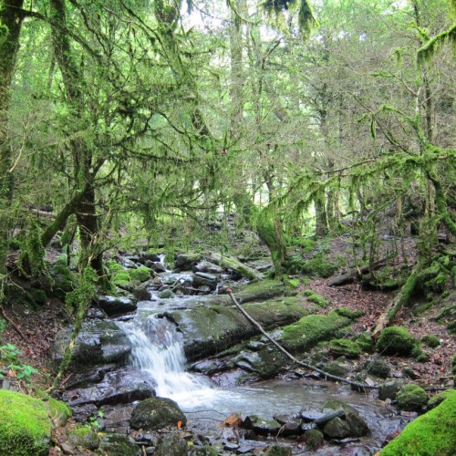 Приключения на лошадях в Сочи для новичков и опытных: по ущельям, долинам и лесам