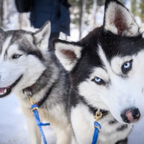 Сказка зимнего Байкала в Листвянке, Ольхоне и Баргузинском заливе: два берега священного моря