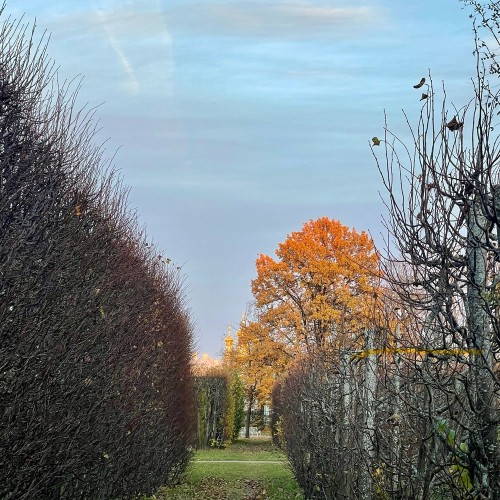 Китайский бум на берегах Невы: Петербург и Царское Село