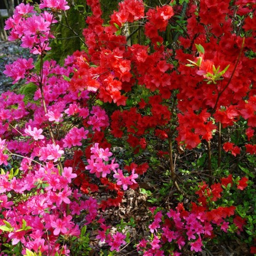 Лёгкий треккинг в субтропиках с проживанием в гостинице в Адлере