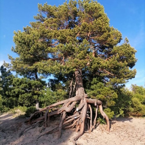 Природа и места силы Байкала с погружением в культуру: Ольхон и Бурятия (всё включено)