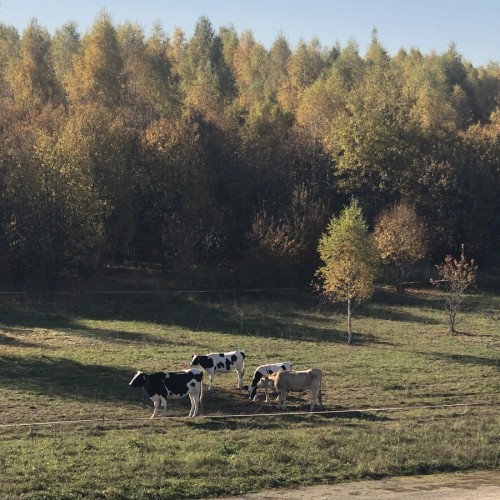 Экопарк «Ясно поле»: в гармонии с природой