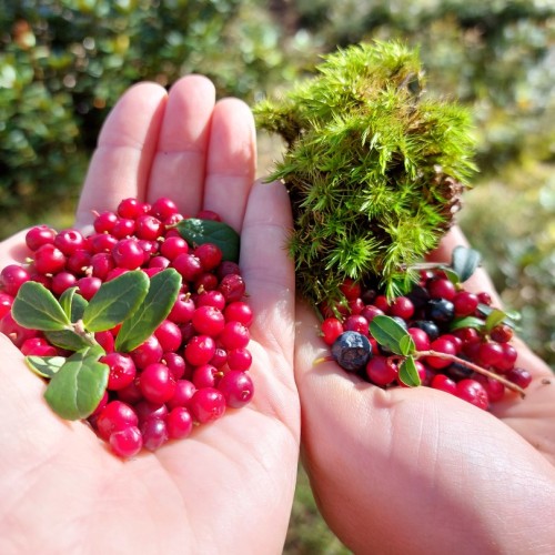 Треккинг в Чегемском ущелье без рюкзаков с проживанием в гостевом доме (всё включено)