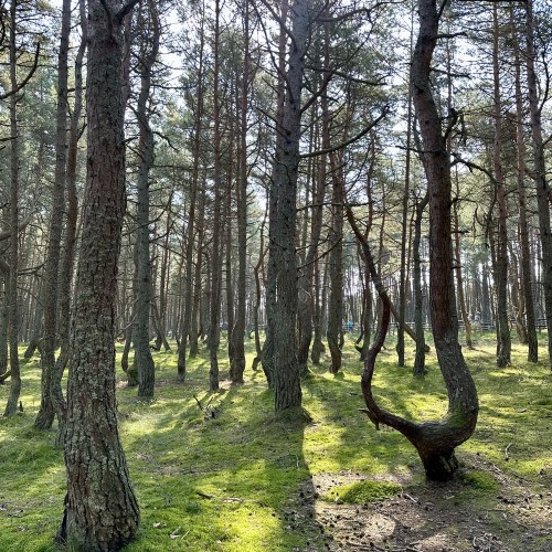 7 городов Калининградской области и природа Балтики: автобусный тур с опциональными экскурсиями