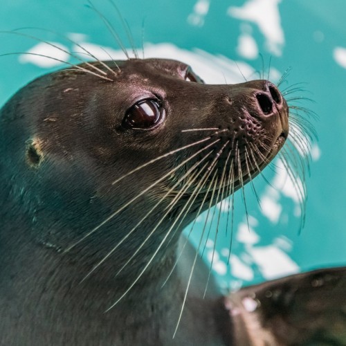 В гости к дедушке Байкалу! Автобусный тур по главным местам: Листвянка, КБЖД и прогулка на катере