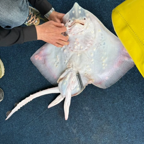 Морская рыбалка в Сочи круглый год